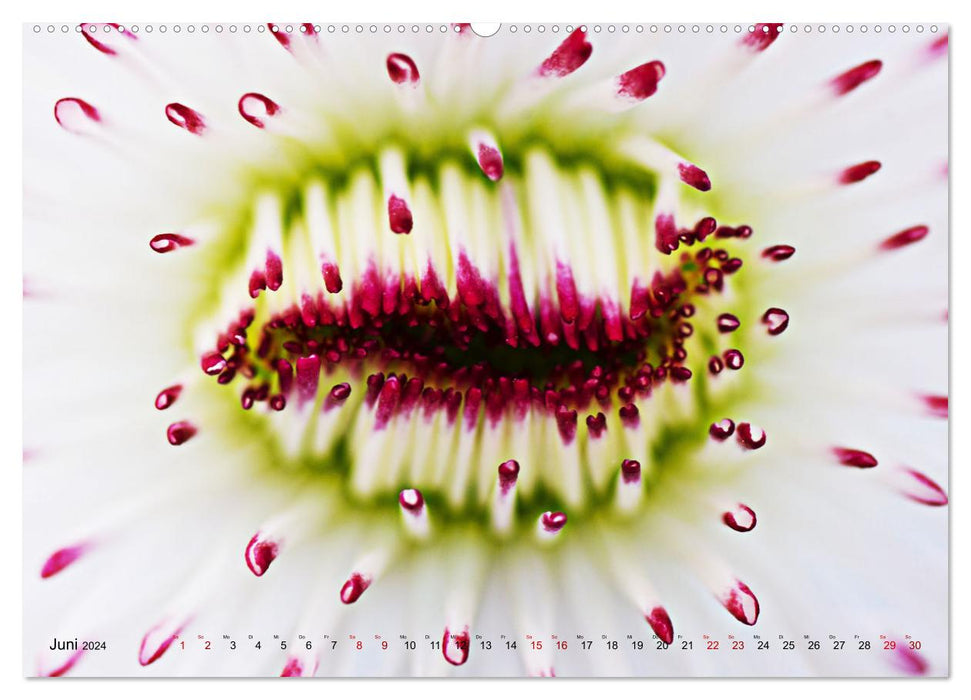 DEEP INSIDE - Blütenmakros (CALVENDO Wandkalender 2024)