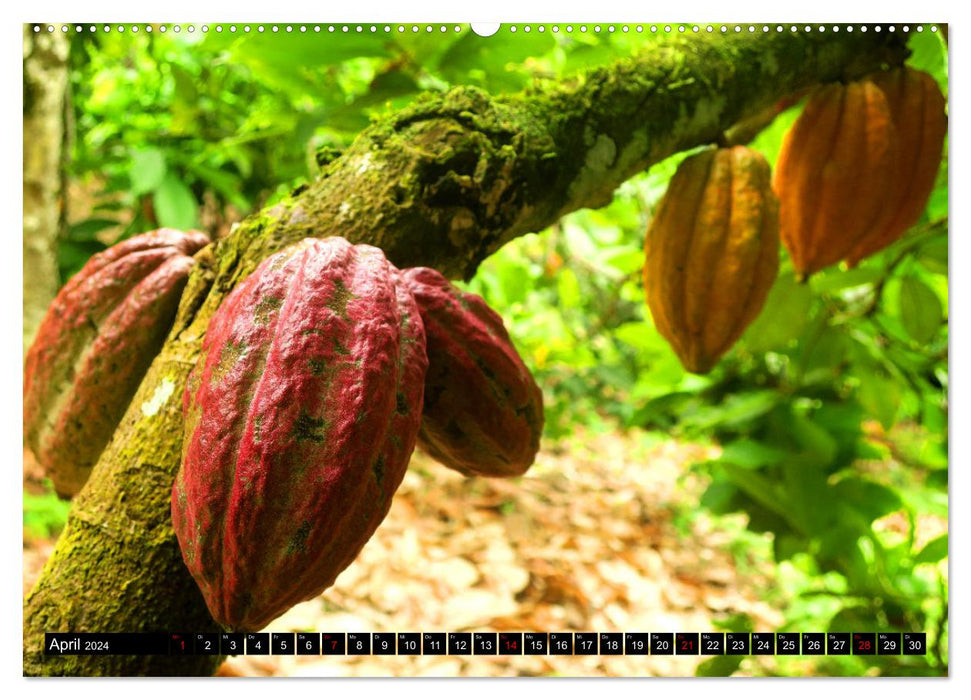 Le cacao en Afrique (Calvendo Premium Wall Calendar 2024) 