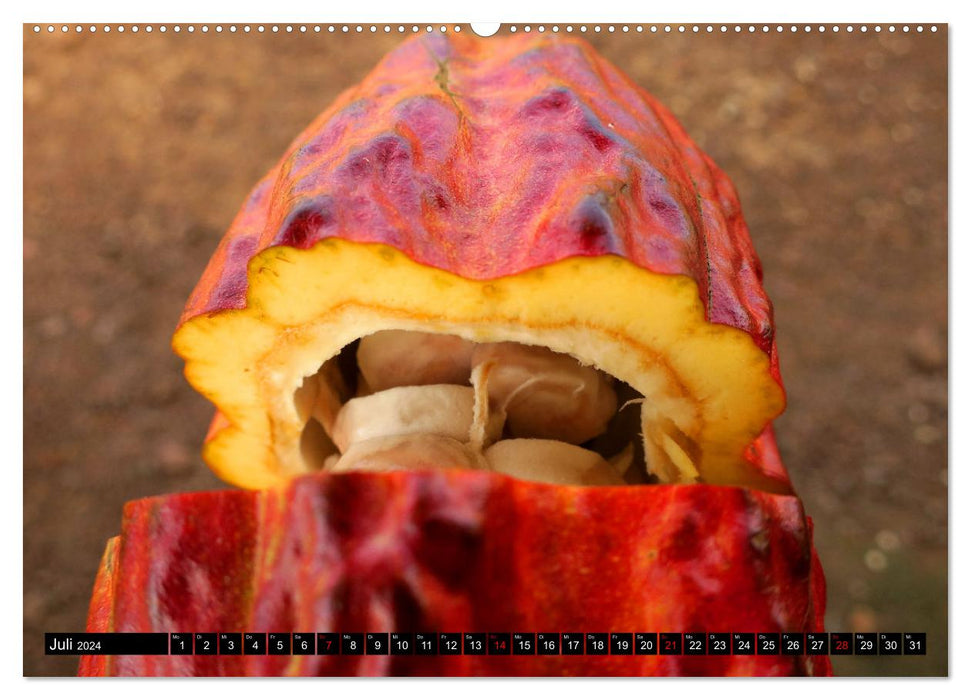 Le cacao en Afrique (Calvendo Premium Wall Calendar 2024) 