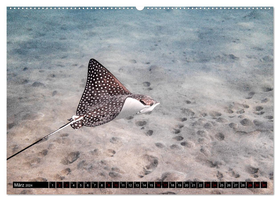 Naturwunder im Roten Meer (CALVENDO Premium Wandkalender 2024)