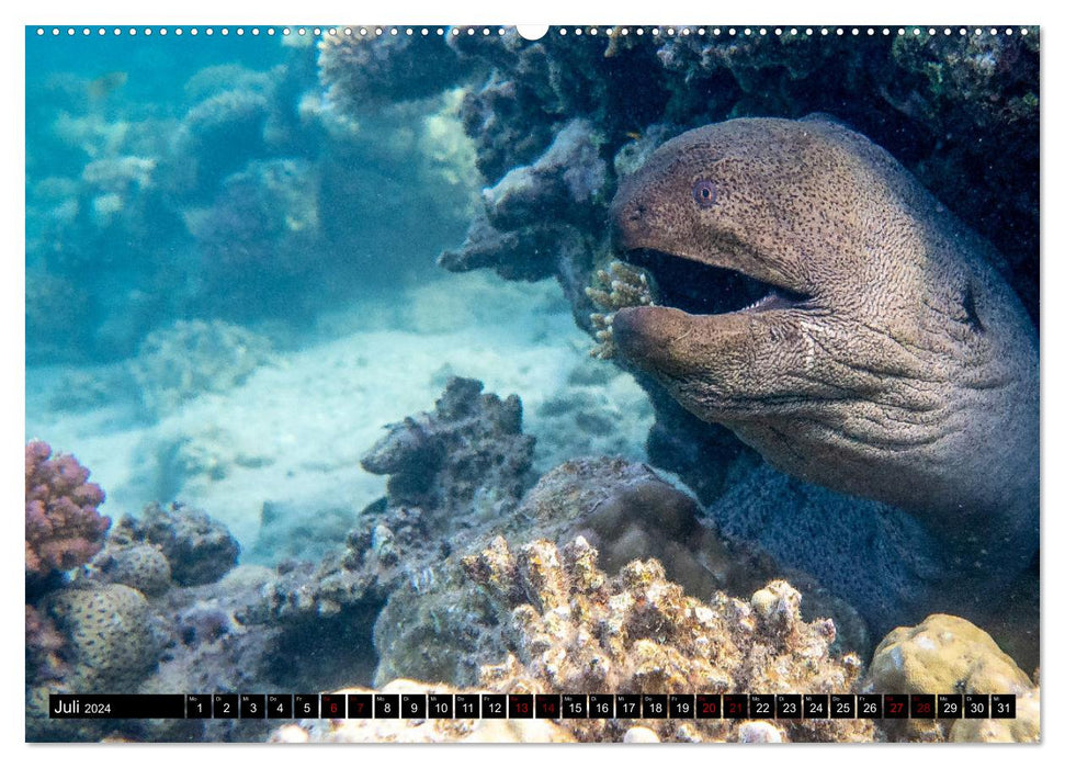 Naturwunder im Roten Meer (CALVENDO Premium Wandkalender 2024)