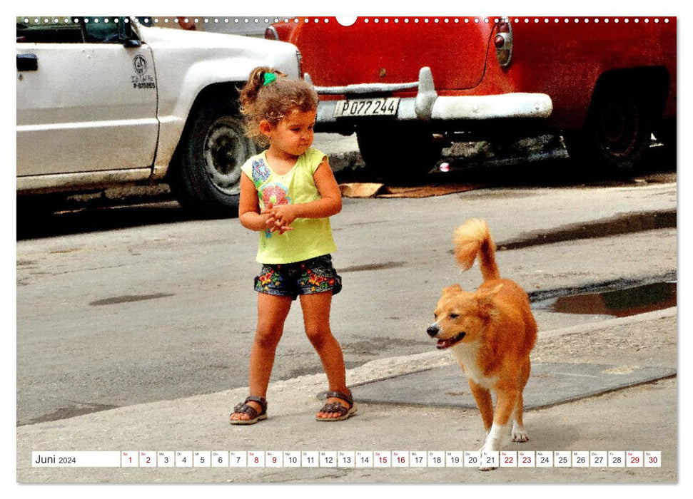 Tier-Kinder in Kuba - Begegnungen in Havanna (CALVENDO Wandkalender 2024)