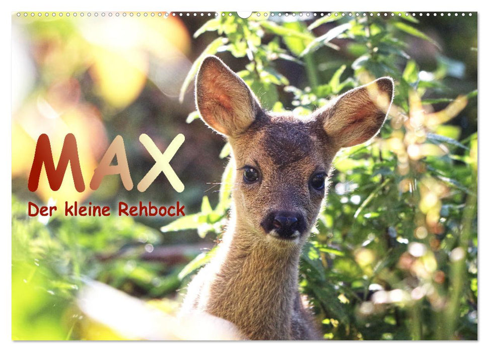 Max, der kleine Rehbock (CALVENDO Wandkalender 2024)