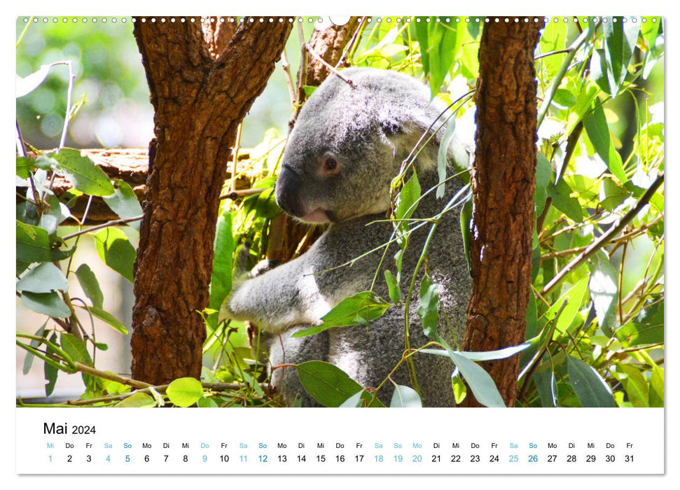 Australien - Down Under - Ostküste (CALVENDO Wandkalender 2024)