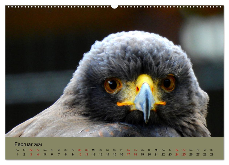 Majestueux chasseurs des airs (Calendrier mural CALVENDO 2024) 