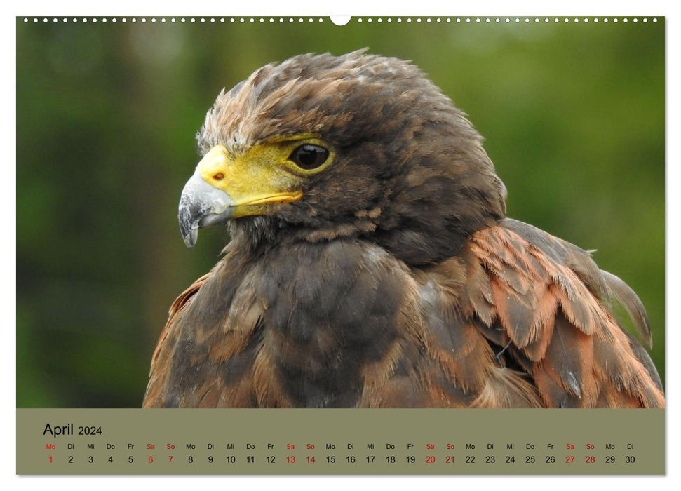 Majestueux chasseurs des airs (Calendrier mural CALVENDO 2024) 