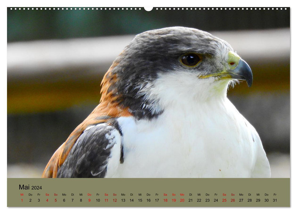 Majestueux chasseurs des airs (Calendrier mural CALVENDO 2024) 