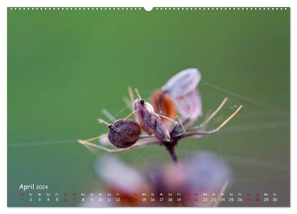 Graines de la nature (Calendrier mural CALVENDO 2024) 