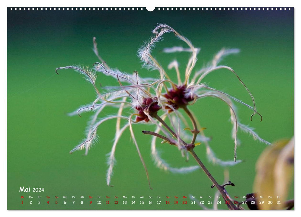 Graines de la nature (Calendrier mural CALVENDO 2024) 