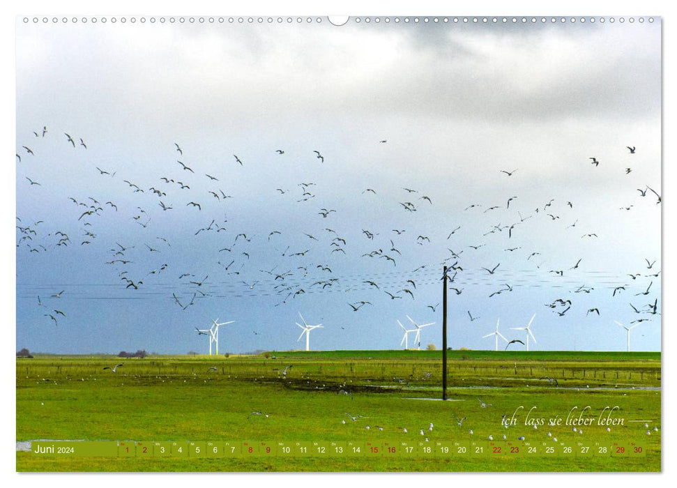 Chant de la mouette de Christian Morgenstern par fru.ch (Calendrier mural CALVENDO 2024) 