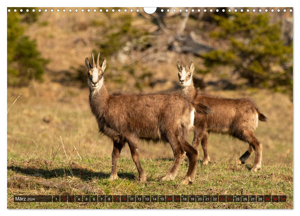 Wildtiere in Graubünden. Die Natur entdecken mit Jürg Plattner (CALVENDO Wandkalender 2024)