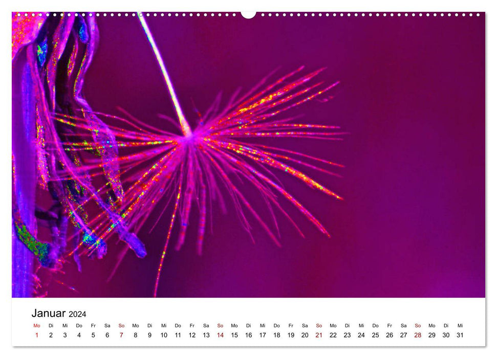 Pusteblumen in schrillen Farben (CALVENDO Wandkalender 2024)