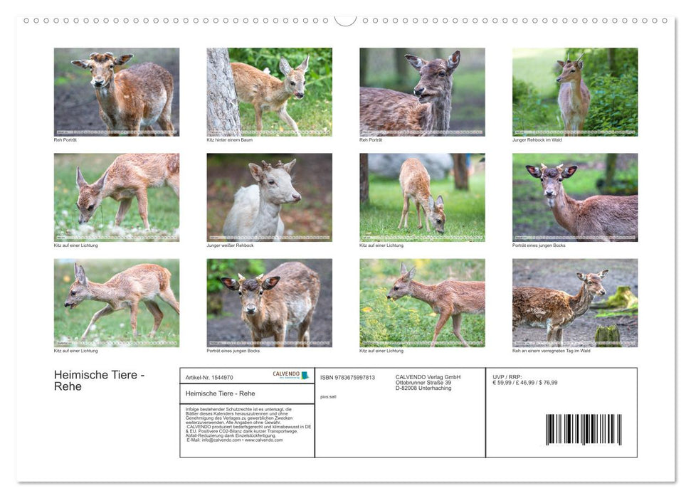 Heimische Tiere - Rehe (CALVENDO Wandkalender 2024)