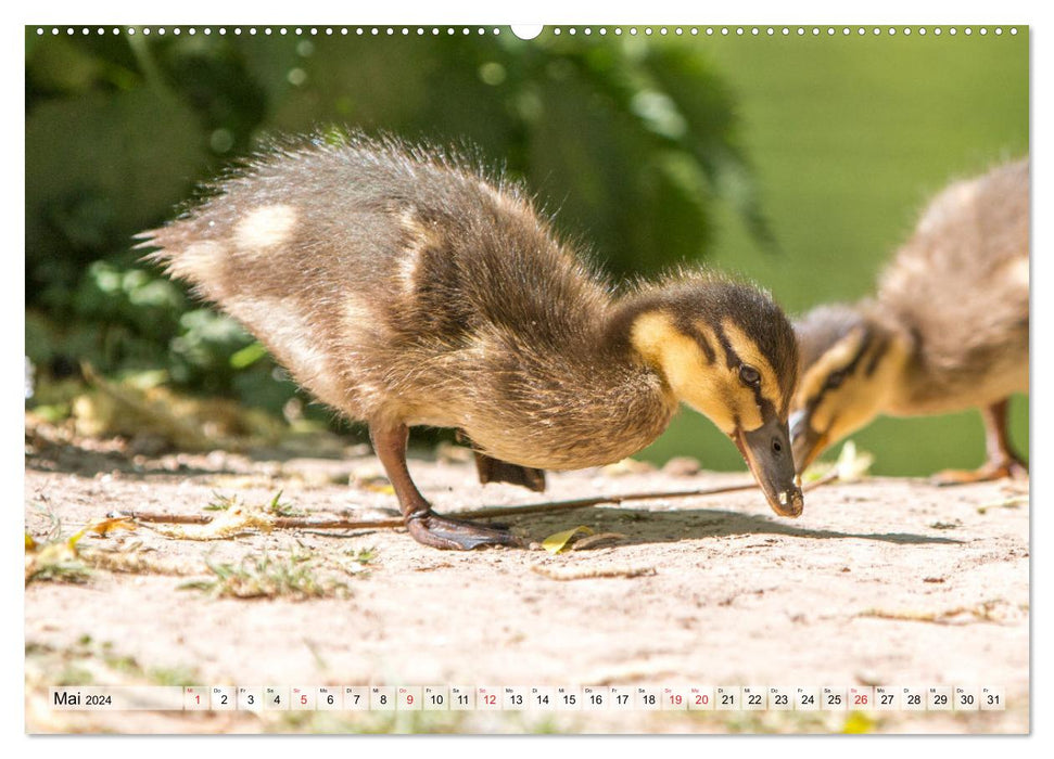 Wunderschöne Stockenten - Europäische Wasservögel (CALVENDO Premium Wandkalender 2024)