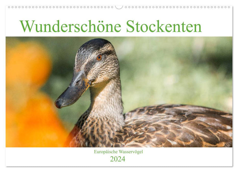 Wunderschöne Stockenten - Europäische Wasservögel (CALVENDO Wandkalender 2024)