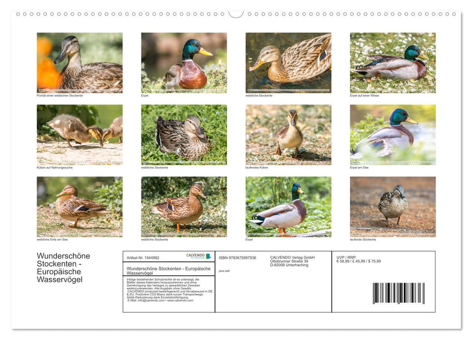 Wunderschöne Stockenten - Europäische Wasservögel (CALVENDO Wandkalender 2024)