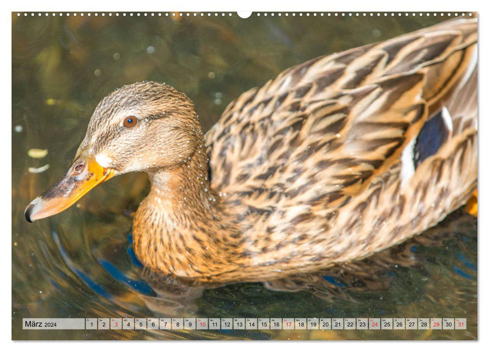 Wunderschöne Stockenten - Europäische Wasservögel (CALVENDO Wandkalender 2024)