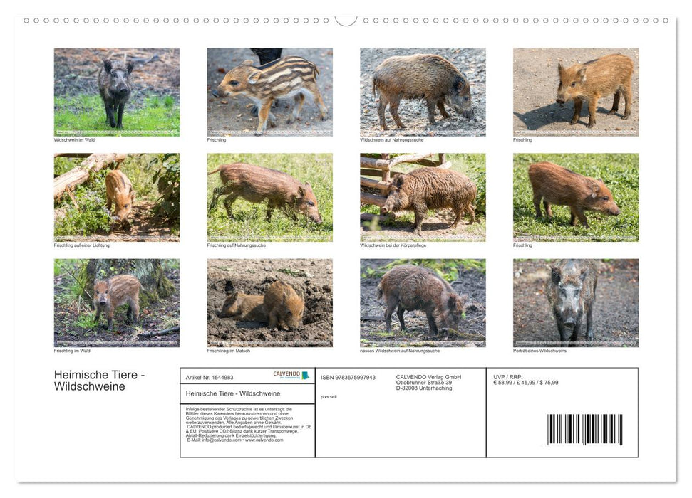 Heimische Tiere - Wildschweine (CALVENDO Wandkalender 2024)