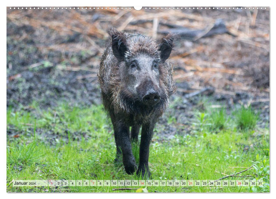 Heimische Tiere - Wildschweine (CALVENDO Wandkalender 2024)