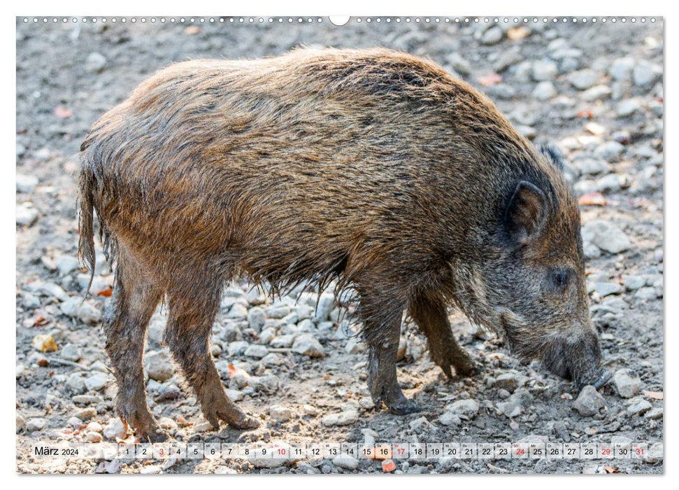 Heimische Tiere - Wildschweine (CALVENDO Wandkalender 2024)