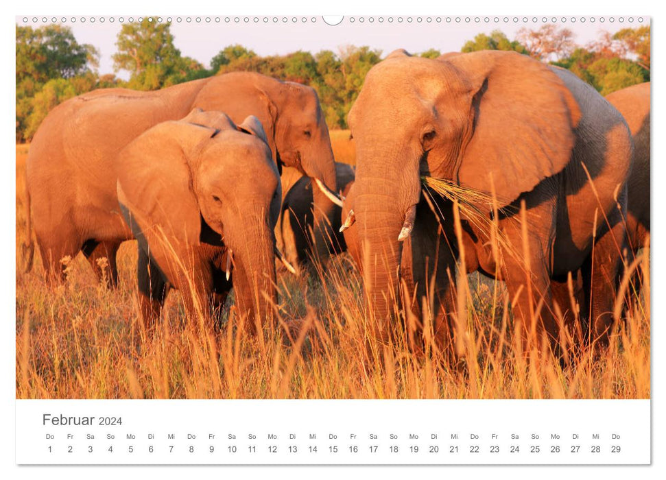 Sehnsucht Afrika - Faszinierende Tierwelt im südlichen Afrika (CALVENDO Premium Wandkalender 2024)