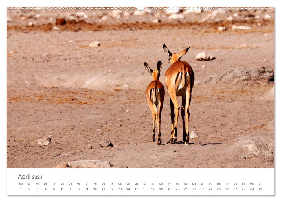 Sehnsucht Afrika - Faszinierende Tierwelt im südlichen Afrika (CALVENDO Premium Wandkalender 2024)
