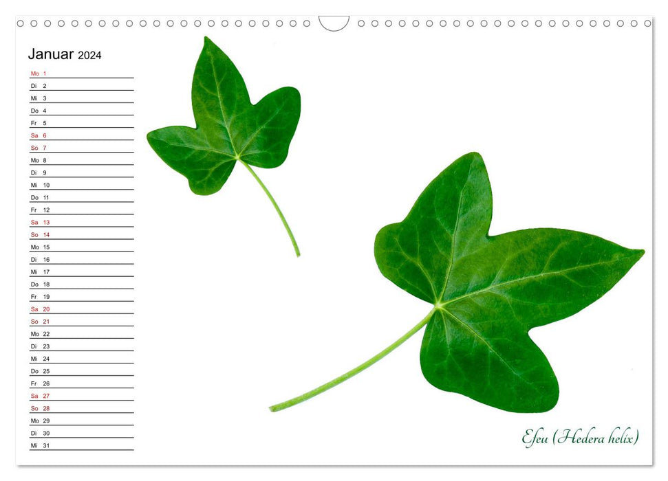 Grüner Bastelkalender für Naturfreunde (CALVENDO Wandkalender 2024)