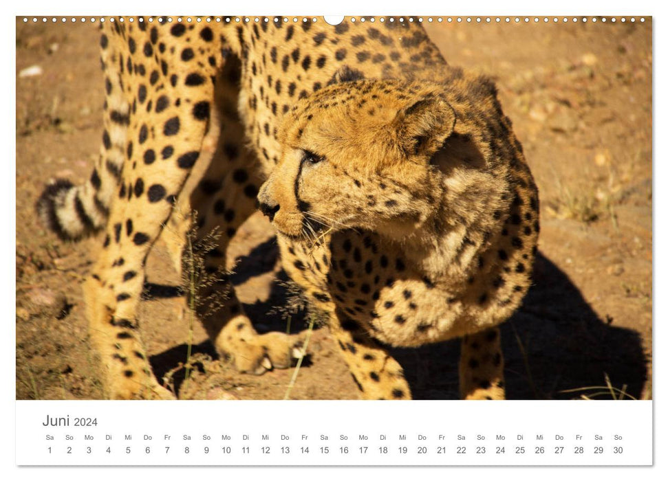 Sehnsucht Afrika - Faszinierende Tierwelt im südlichen Afrika (CALVENDO Wandkalender 2024)