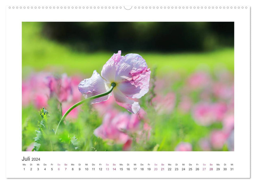 Mohn, Blütenzauber in Rosa, Pink und Weiß (CALVENDO Premium Wandkalender 2024)