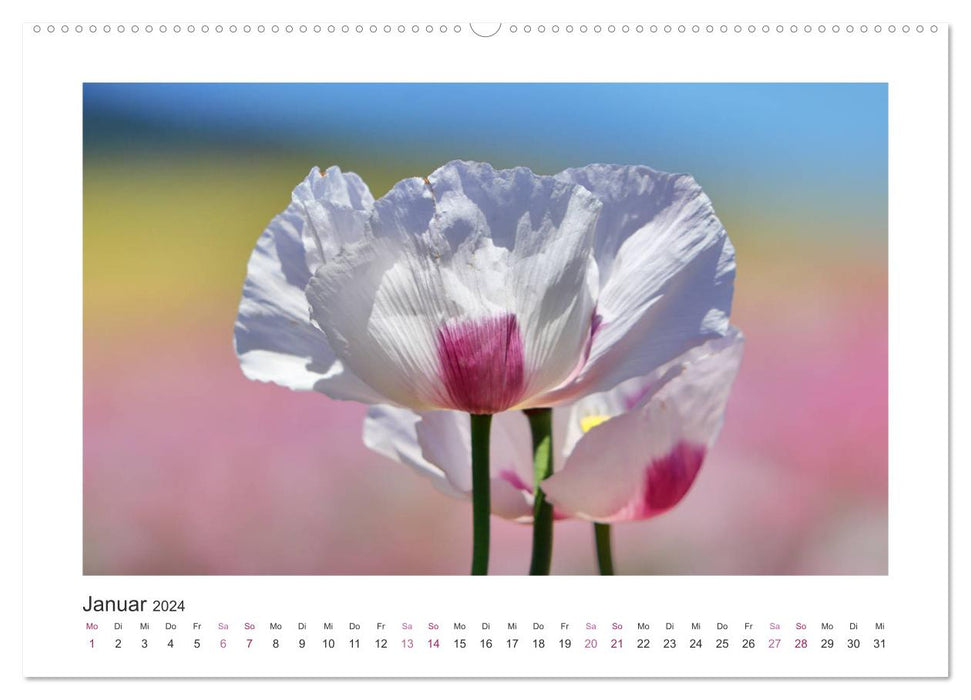 Mohn, Blütenzauber in Rosa, Pink und Weiß (CALVENDO Wandkalender 2024)