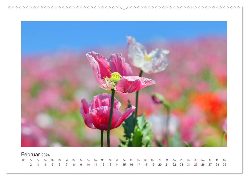 Mohn, Blütenzauber in Rosa, Pink und Weiß (CALVENDO Wandkalender 2024)