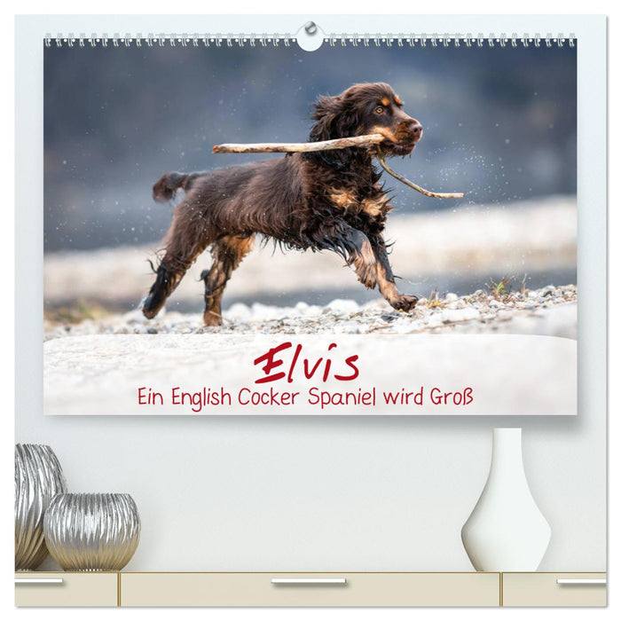 Elvis ein Engl. Cocker Spaniel wird Groß (CALVENDO Premium Wandkalender 2024)
