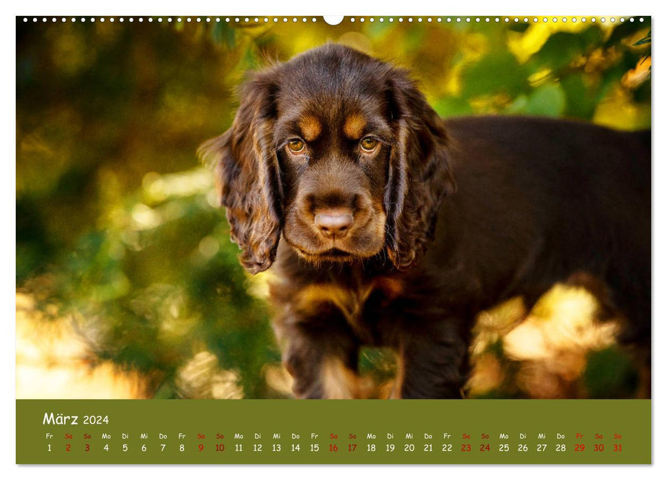 Elvis ein Engl. Cocker Spaniel wird Groß (CALVENDO Premium Wandkalender 2024)