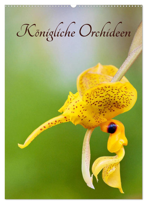 Königliche Orchideen (CALVENDO Wandkalender 2024)