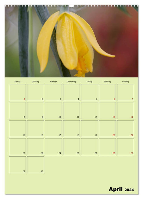 Königliche Orchideen (CALVENDO Wandkalender 2024)