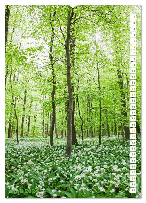 EIFEL - Les lieux de pouvoir de la forêt et de l'eau (Calvendo Premium Wall Calendar 2024) 