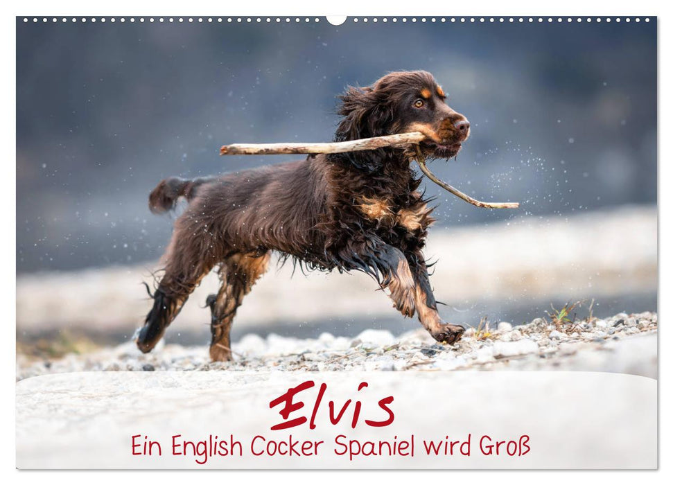 Elvis ein Engl. Cocker Spaniel wird Groß (CALVENDO Wandkalender 2024)